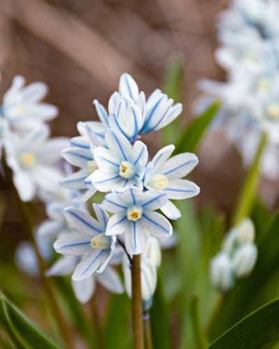 Puschkinia libanotica.jpg